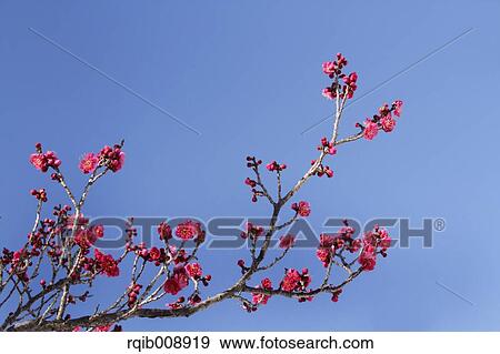 Plum blossoms View Large Photo Image Stock Photo - Plum blossoms. Fotosearch