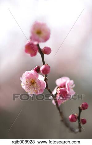 Plum blossoms View Large Photo Image Stock Photo - Plum blossoms. Fotosearch