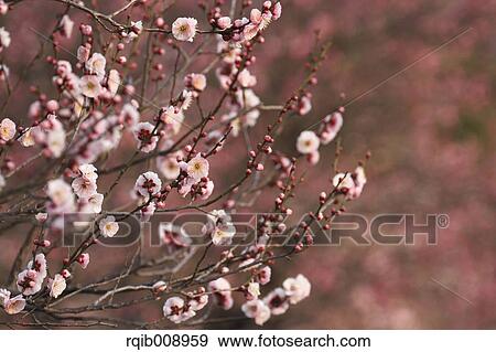 Stock Photo - Plum blossoms. Fotosearch