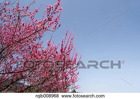 Stock Photo - Plum blossoms. Fotosearch