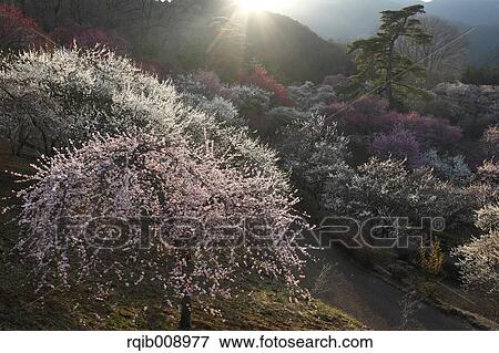 Plum blossoms View Large Photo Image Stock Photo - Plum blossoms. Fotosearch