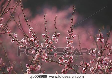 Stock Photo - Plum blossoms. Fotosearch