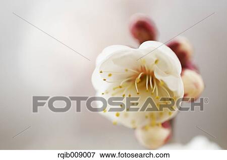 Plum blossoms View Large Photo Image Stock Photo - Plum blossoms. Fotosearch