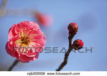 Stock Photo - Plum blossoms. Fotosearch