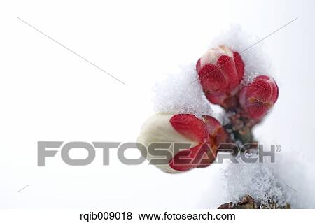 Stock Photo - Plum blossoms. Fotosearch