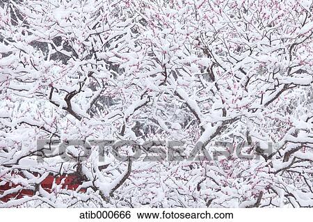 Plum blossoms View Large Photo Image Stock Photograph - Plum blossoms. Fotosearch