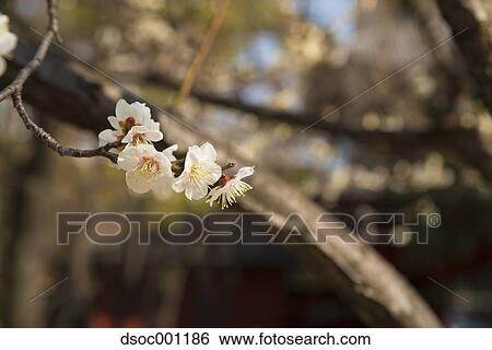 Plum blossoms View Large Photo Image Stock Photograph - Plum blossoms. Fotosearch