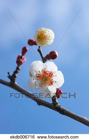 Plum Blossoms View Large Photo Image Stock Photograph - Plum Blossoms. Fotosearch