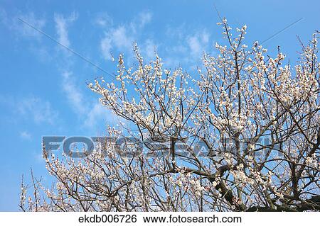 Plum Blossoms View Large Photo Image Stock Photograph - Plum Blossoms. Fotosearch
