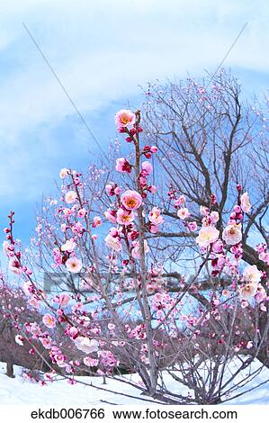 Plum Blossoms View Large Photo Image Stock Photograph - Plum Blossoms. Fotosearch