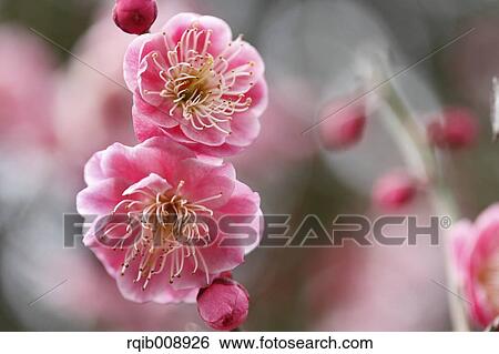 Plum blossoms View Large Photo Image Stock Photograph - Plum blossoms. Fotosearch