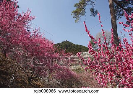 Plum blossoms View Large Photo Image Stock Photograph - Plum blossoms. Fotosearch