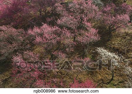 Stock Photograph - Plum blossoms. Fotosearch