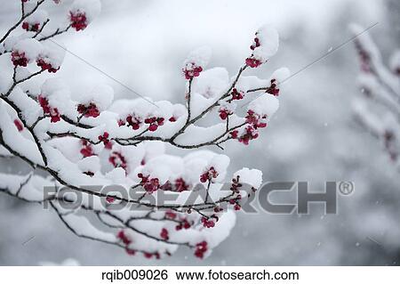 Stock Photograph - Plum blossoms. Fotosearch