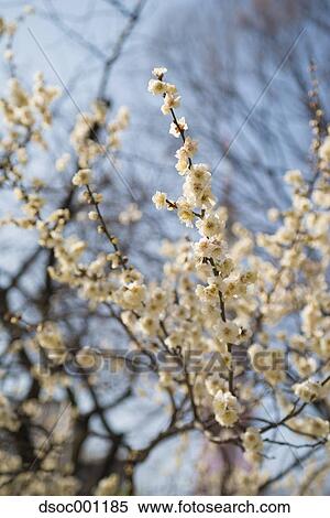 Plum Blossoms View Large Photo Image Stock Photography - Plum Blossoms. Fotosearch