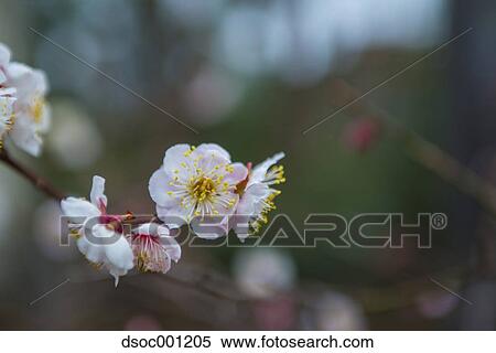 Plum Blossoms View Large Photo Image Stock Photography - Plum Blossoms. Fotosearch