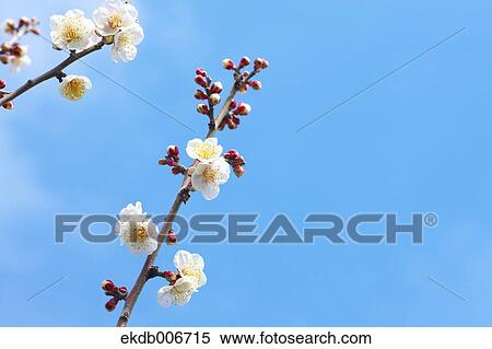 Plum Blossoms View Large Photo Image Stock Photography - Plum Blossoms. Fotosearch
