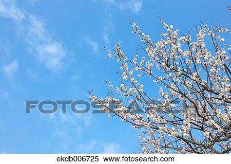 Plum Blossoms View Large Photo Image Stock Photography - Plum Blossoms. Fotosearch