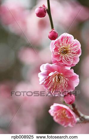 Plum blossoms View Large Photo Image Stock Photography - Plum blossoms. Fotosearch