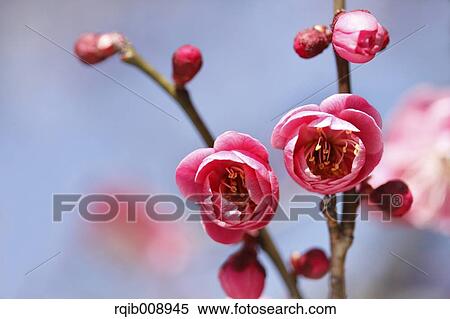 Stock Photography - Plum blossoms. Fotosearch