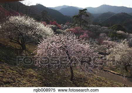 Plum blossoms View Large Photo Image Stock Photography - Plum blossoms. Fotosearch