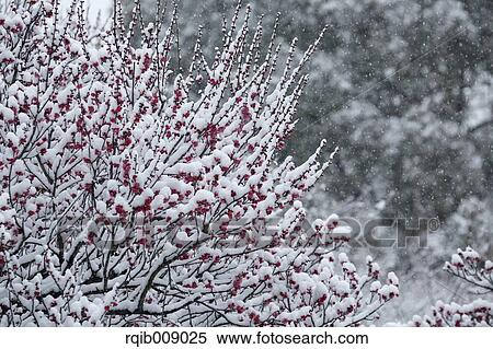 Plum blossoms View Large Photo Image Stock Photography - Plum blossoms. Fotosearch