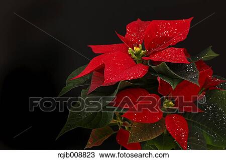 Poinsettia View Large Photo Image Stock Image - Poinsettia. Fotosearch