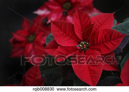 Poinsettia View Large Photo Image Stock Image - Poinsettia. Fotosearch