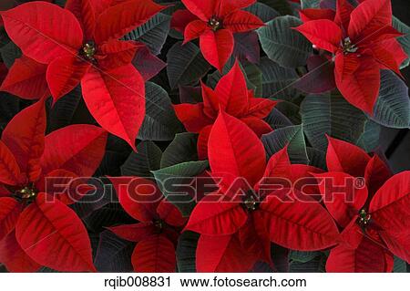 Stock Image - Poinsettia. Fotosearch