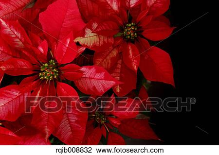 Poinsettia View Large Photo Image Stock Image - Poinsettia. Fotosearch