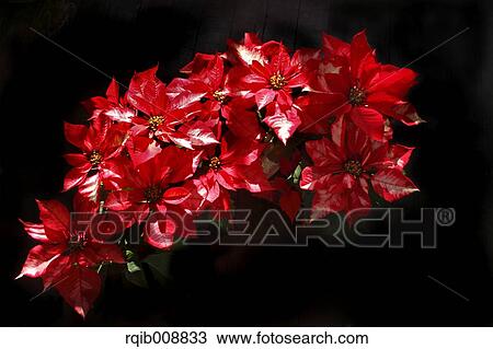 Poinsettia View Large Photo Image Stock Image - Poinsettia. Fotosearch