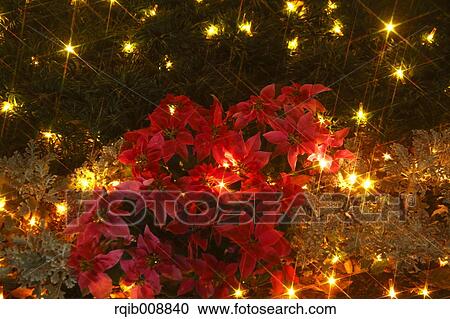 Poinsettia View Large Photo Image Stock Image - Poinsettia. Fotosearch