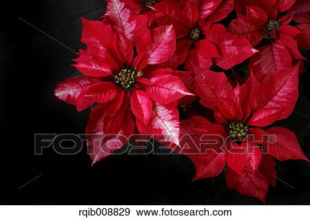 Poinsettia View Large Photo Image Stock Photo - Poinsettia. Fotosearch