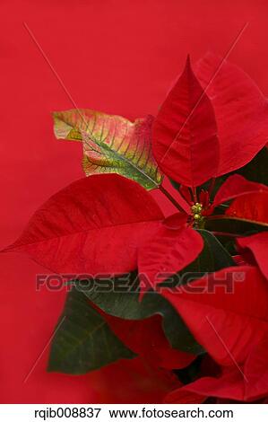 Stock Photo - Poinsettia. Fotosearch