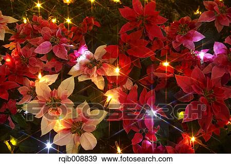 Poinsettia View Large Photo Image Stock Photo - Poinsettia. Fotosearch