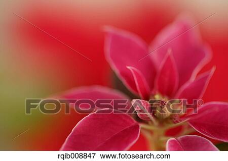 Stock Photo - Poinsettia. Fotosearch
