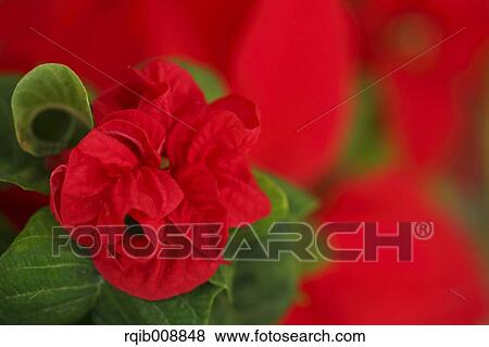 Stock Photo - Poinsettia. Fotosearch