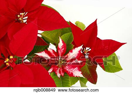Poinsettia View Large Photo Image Stock Photo - Poinsettia. Fotosearch
