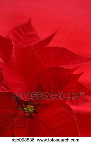 Poinsettia View Large Photo Image Stock Photograph - Poinsettia. Fotosearch