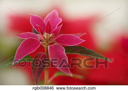 Poinsettia View Large Photo Image Stock Photograph - Poinsettia. Fotosearch