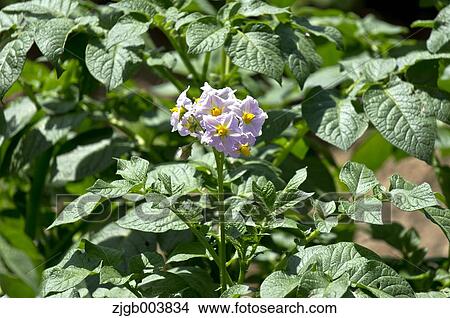 Potato Flowers View Large Photo Image Picture - Potato Flowers. Fotosearch