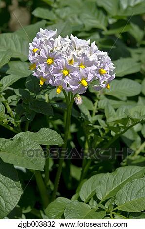 Potato Flowers View Large Photo Image Stock Image - Potato Flowers. Fotosearch