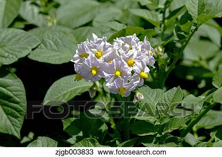 Stock Image - Potato Flowers. Fotosearch