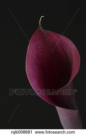 Purple flower close-up View Large Photo Image Stock Image - Purple flower close-up. Fotosearch