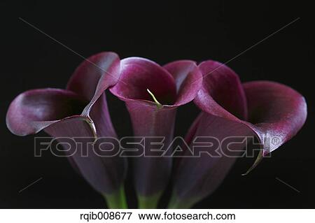 Purple flower close-up View Large Photo Image Stock Photo - Purple flower close-up. Fotosearch