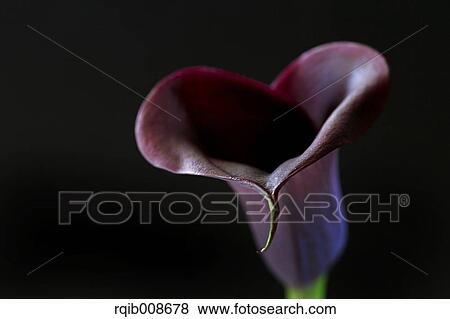 Purple flower close-up View Large Photo Image Stock Photo - Purple flower close-up. Fotosearch
