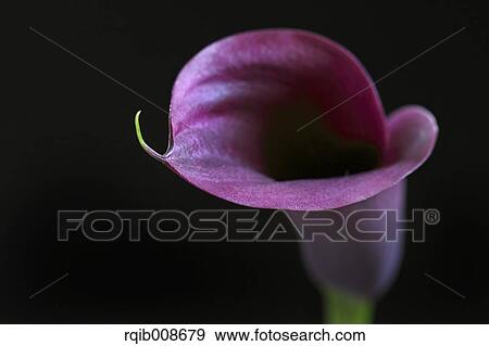 Purple flower close-up View Large Photo Image Stock Photo - Purple flower close-up. Fotosearch