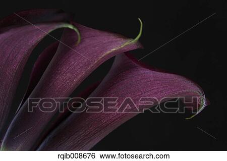 Stock Photograph - Purple flower close-up. Fotosearch