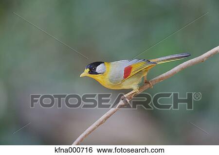 Red-Billed Leiothrix View Large Photo Image Stock Photograph - Red-Billed Leiothrix. Fotosearch