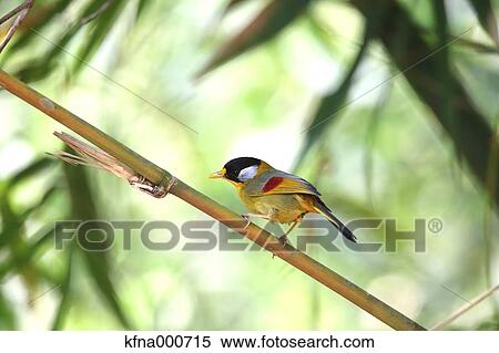 Red-Billed Leiothrix View Large Photo Image Stock Photography - Red-Billed Leiothrix. Fotosearch